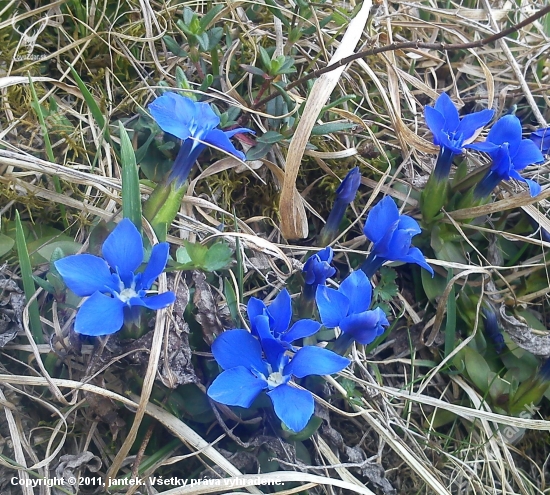 Horec jarný - Gentiana verna