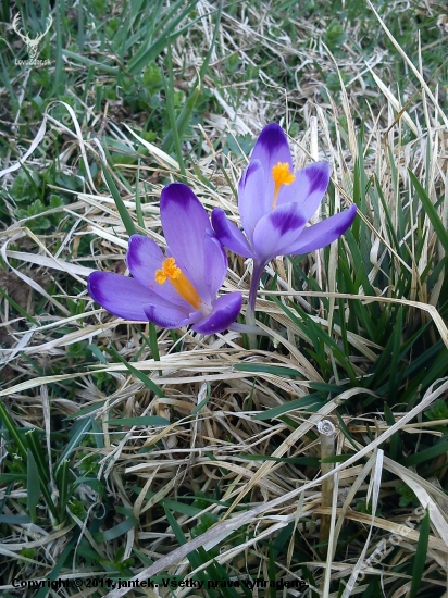 Šafran spišský - Crocus scepusiensis Rehmann