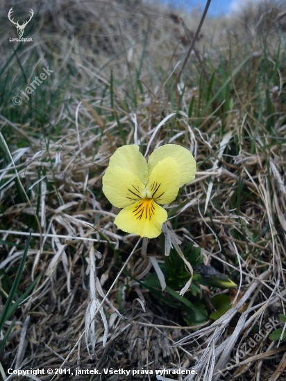 Fialka žltá sudetská - (Viola lutea subsp. sudetica (Willd.) Nyman)