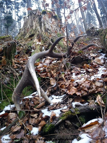 spomienka na február