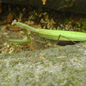 Mantis religiosa