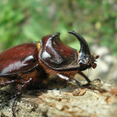 Nosorožtek obyčajný- Oryctec nasicornis