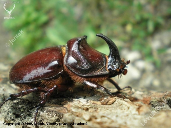 Nosorožtek obyčajný- Oryctec nasicornis