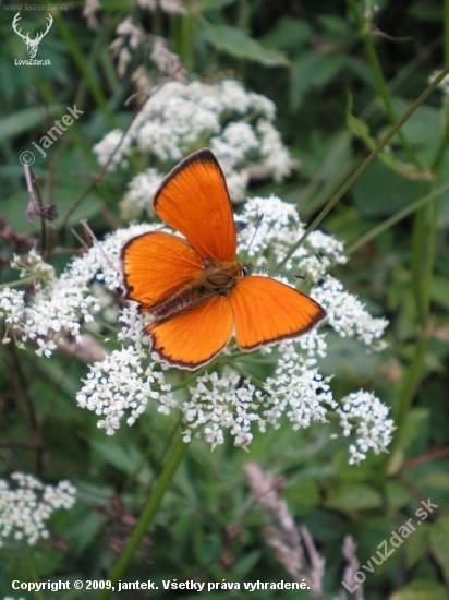 Ohniváčik zlatobyľový - Lycaena virgaureae