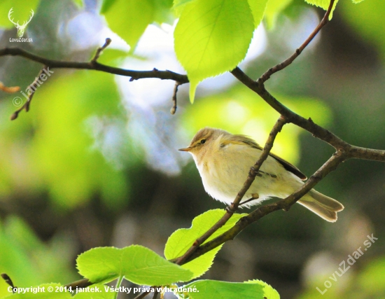 Kolibkárik čipčavý  (Phylloscopus collybita)