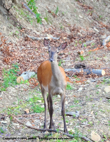 jelenička