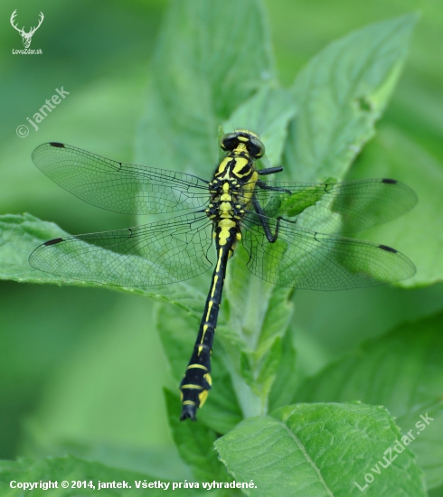 Klinovka obyčajná (Gomphus vulgatissimus)