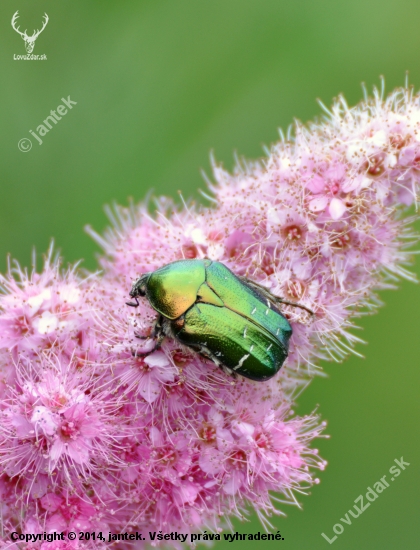 Zlatoň obyčajný (Cetonia aurata)