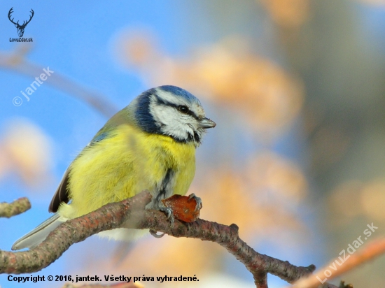 Sýkorka belasá (Parus caeruleus)