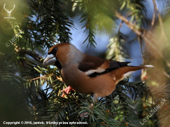 Glezg hrubozobý (Coccothraustes coccothraustes)