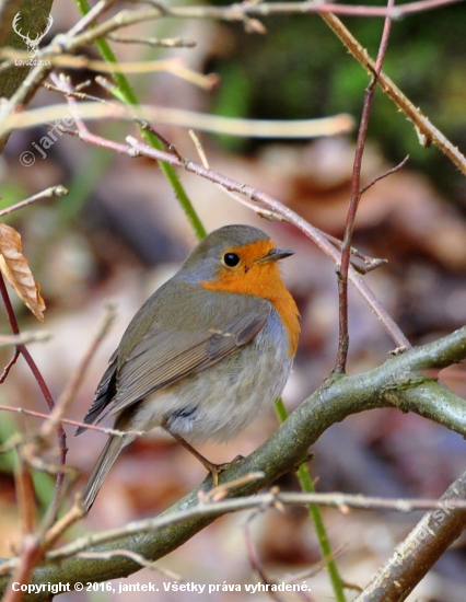 Červienka obyčajná   (Erithacus rubecula)