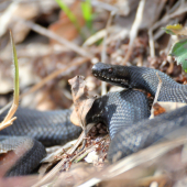 Vretenica severná -Vipera berus morpha prester