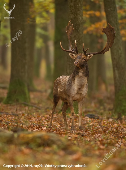 daždivý deň na rujovisku