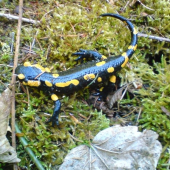 salamandra