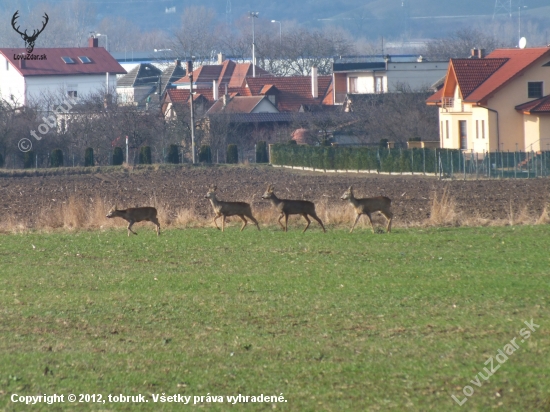 Capreolus Urban