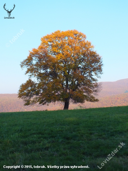 Zlatá koruna