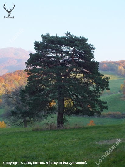 Solitárna borovica