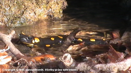 Salamandra Škvrnitá na jarnom slniečku :)