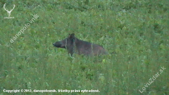 Bachyňa v repke