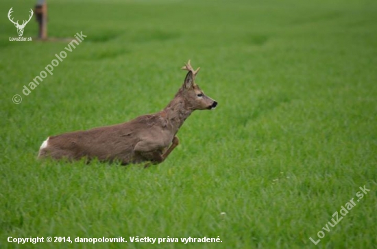 vytlčený skokan