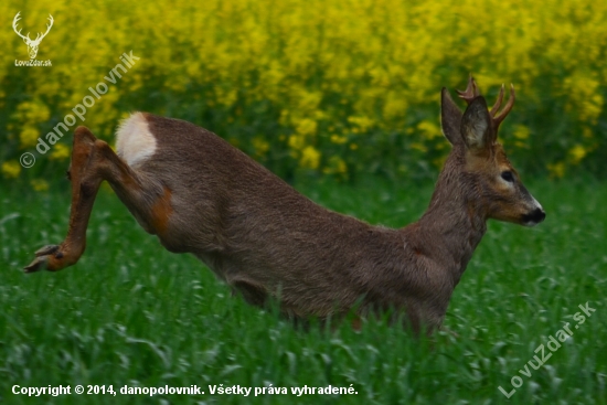 objektívu ale neušiel