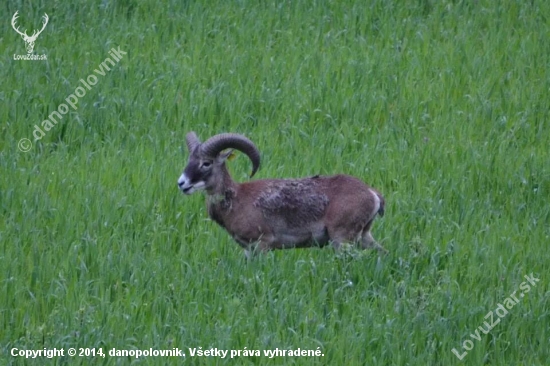 Muflón lesný(Ovis musimon)