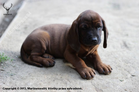 Ajax, novy pomocnik do lesa :)