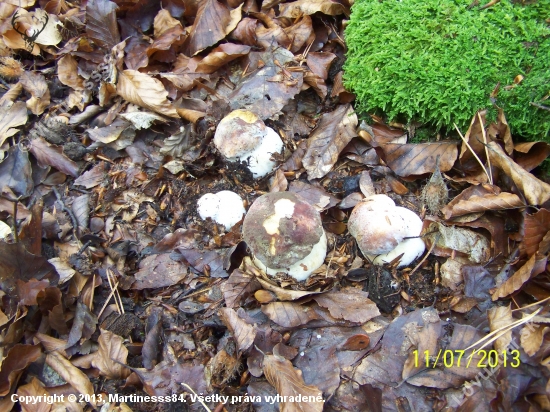 rastuca rodzinka, novembrova