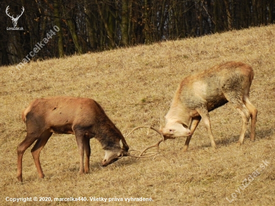 Čierny vs. biely