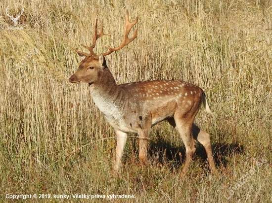 Vareškár