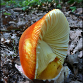 Muchotrávka cisárska (Amanita caesarea)