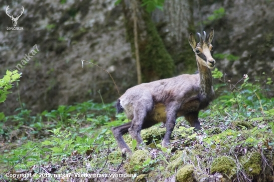 Kúsok zo Švajčiarska