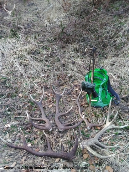 nedela po chovatelskej prehliadke.