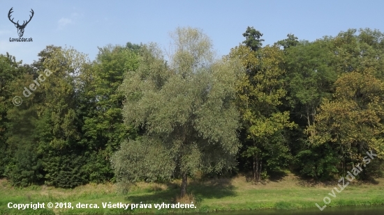 Soliter břehového porostu.