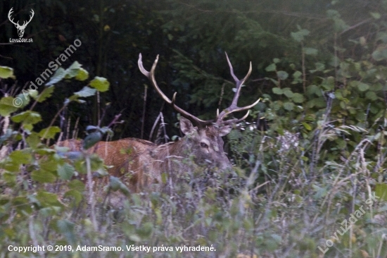 Jeleň lesný (Cervus elaphus)