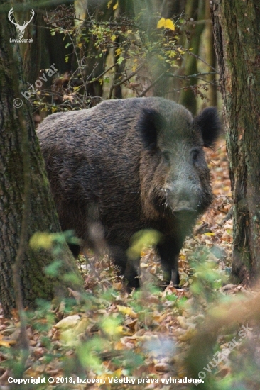 Kanček