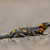 Salamandra