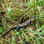 salamandra