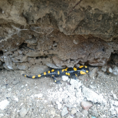 Salamandra škvrnitá