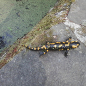 salamandra škvrnita