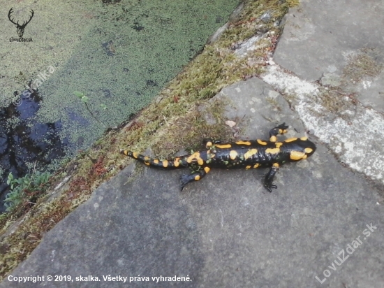 salamandra škvrnita