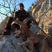 Aoudad - Barbary Sheep