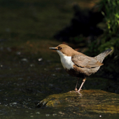 Vodnár potočný (Cinclus cinclus)