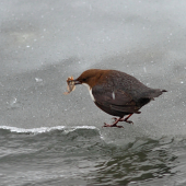 Vodnár potočný (Cinclus cinclus)_s obživou