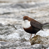 Vodnár potočný (Cinclus cinclus)