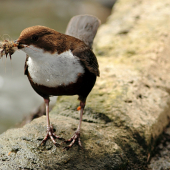 Vodnár potočný (Cinclus cinclus)