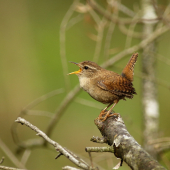 Oriešok obyčajný - Troglodytes troglodytes