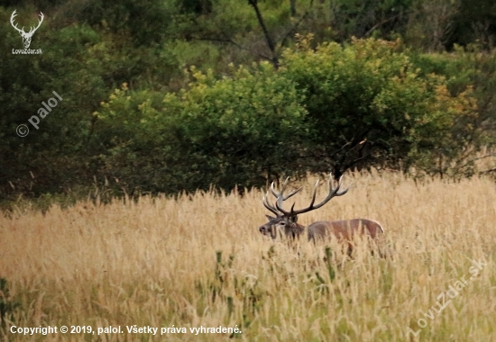 Ruja_9/2019_Dok.