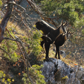 Rupicapra_Starostivá mamka