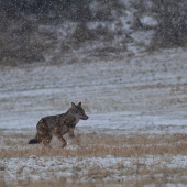 Canis lupus